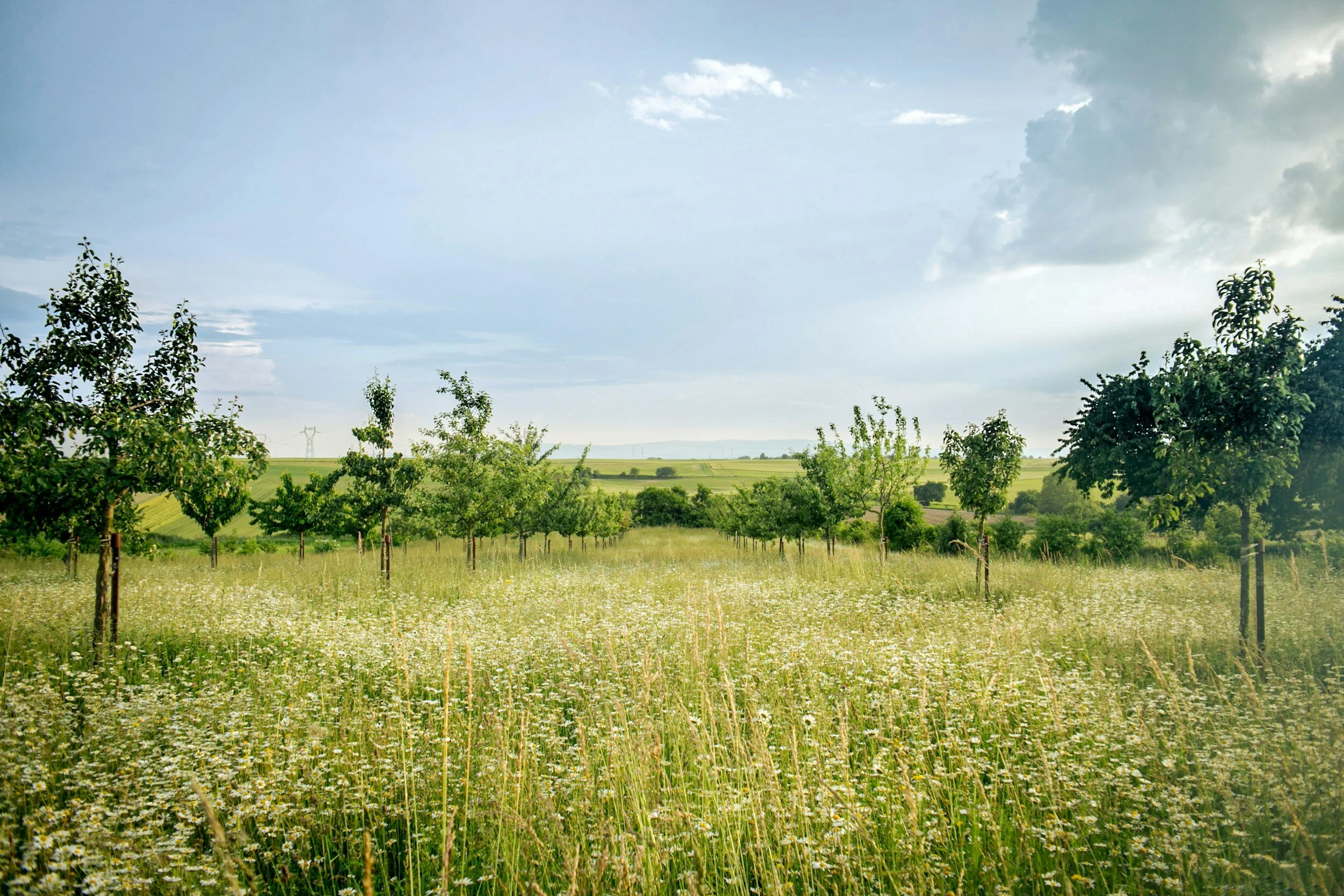 A row of young trees planted in a grassy field with wildflowers, under a partly cloudy sky.