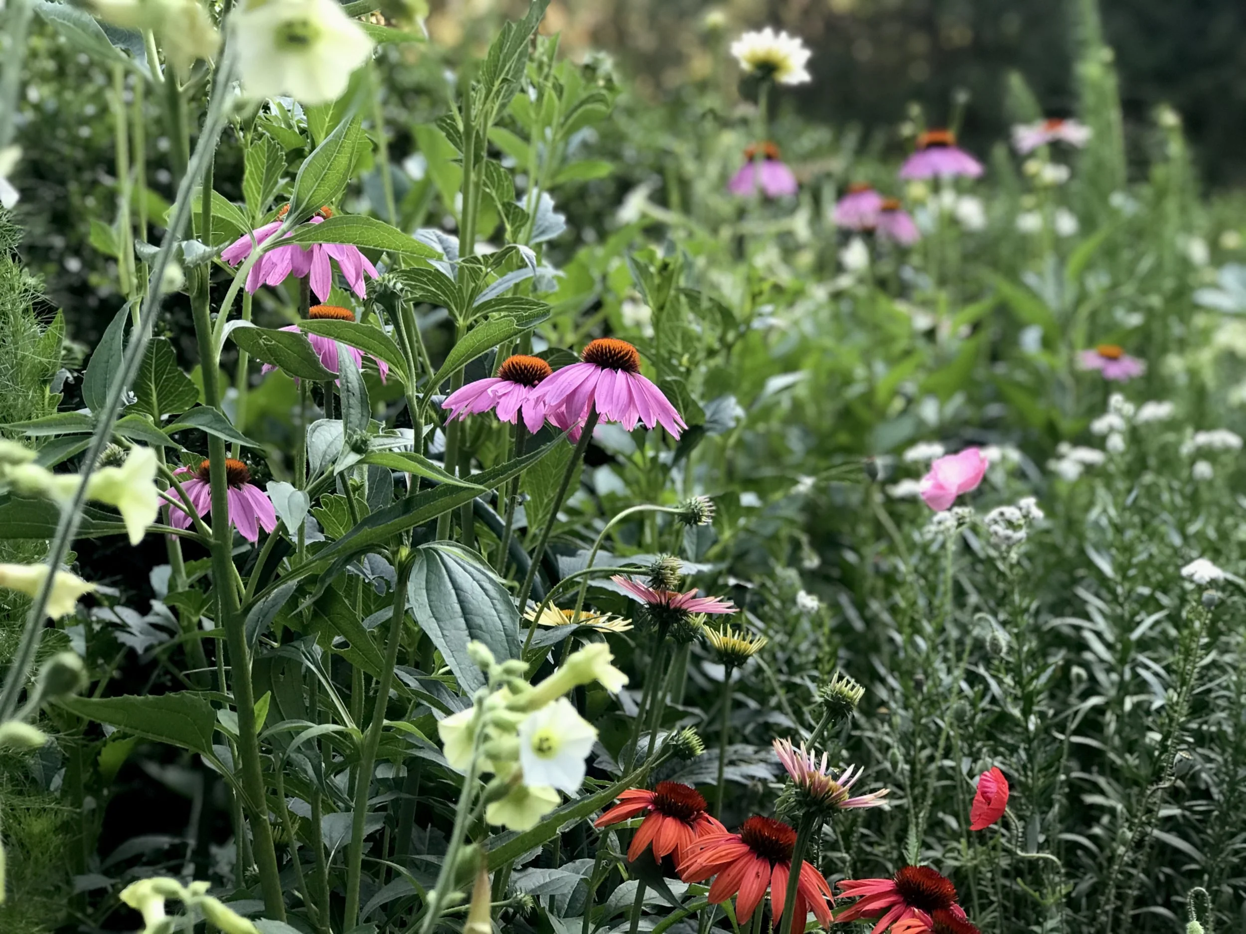 A garden filled with colorful coneflowers, including pink, orange, and yellow varieties, surrounded by green foliage.