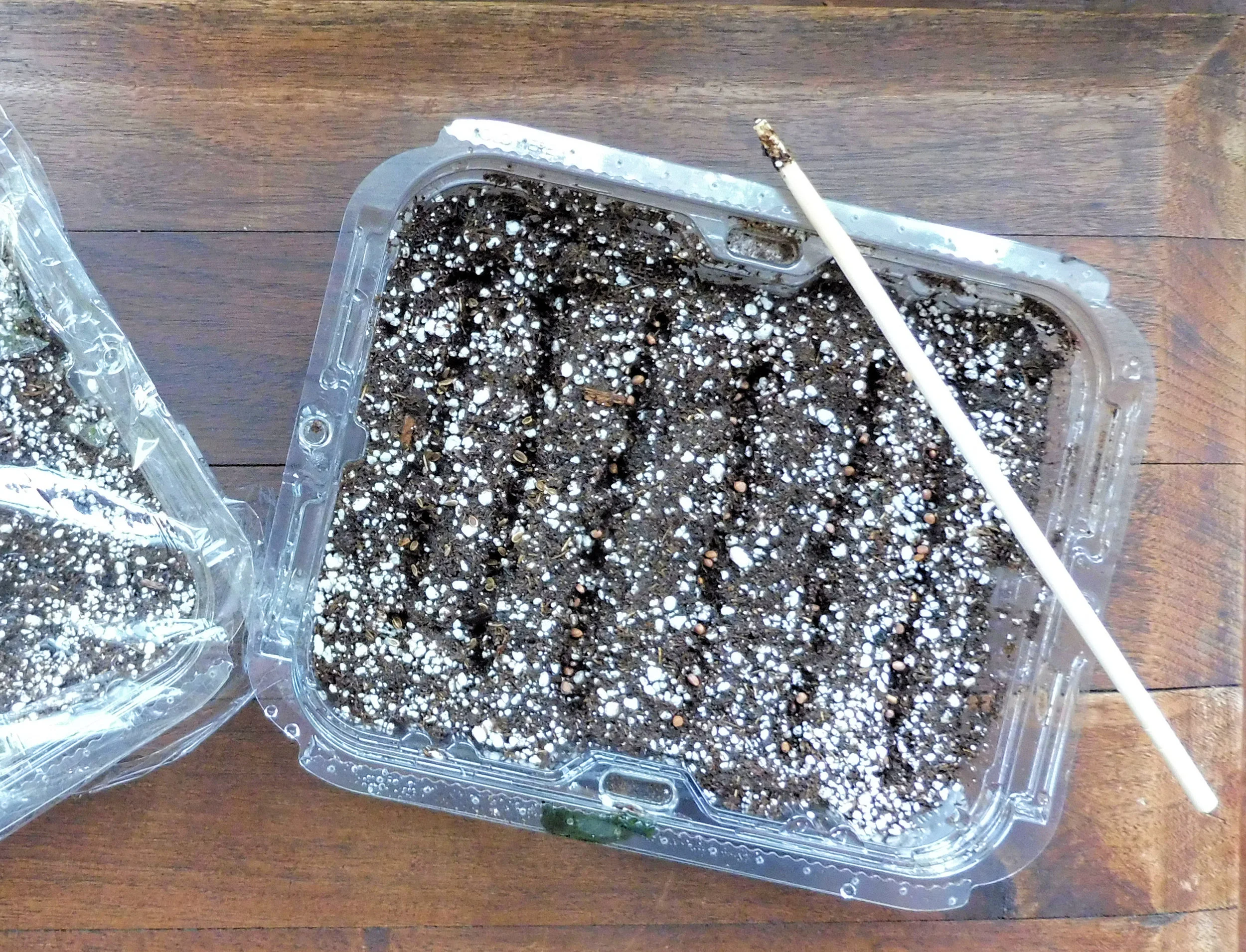 A tray of freshly-sown microgreens, with dill on the left and radishes for leaf on the right. The covered tray to the left holds cilantro and mustard. Photo by Kathryn Pankowski