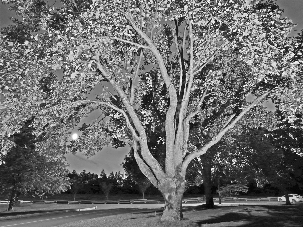 Photo by Paul JS Beaubien
