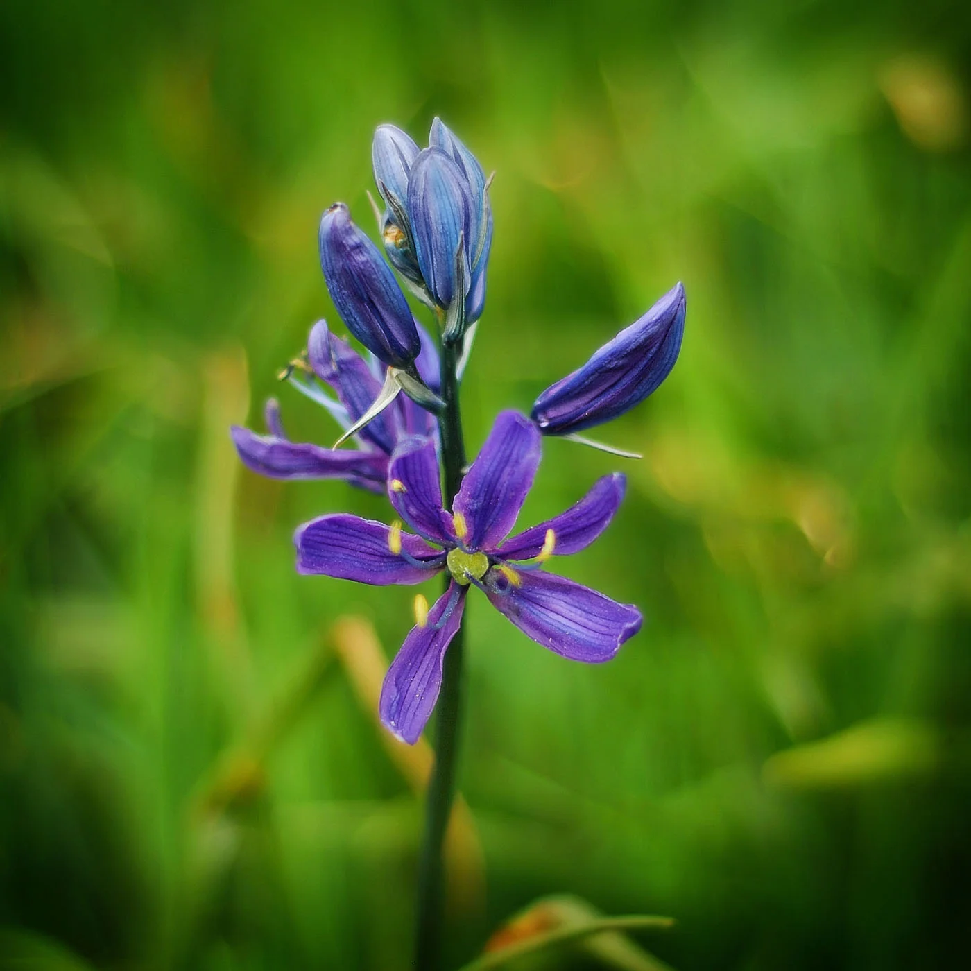 Photo by Nancy Matheson: The camas was once a staple food plant of James Bay and even 'exported' to the BC interior.