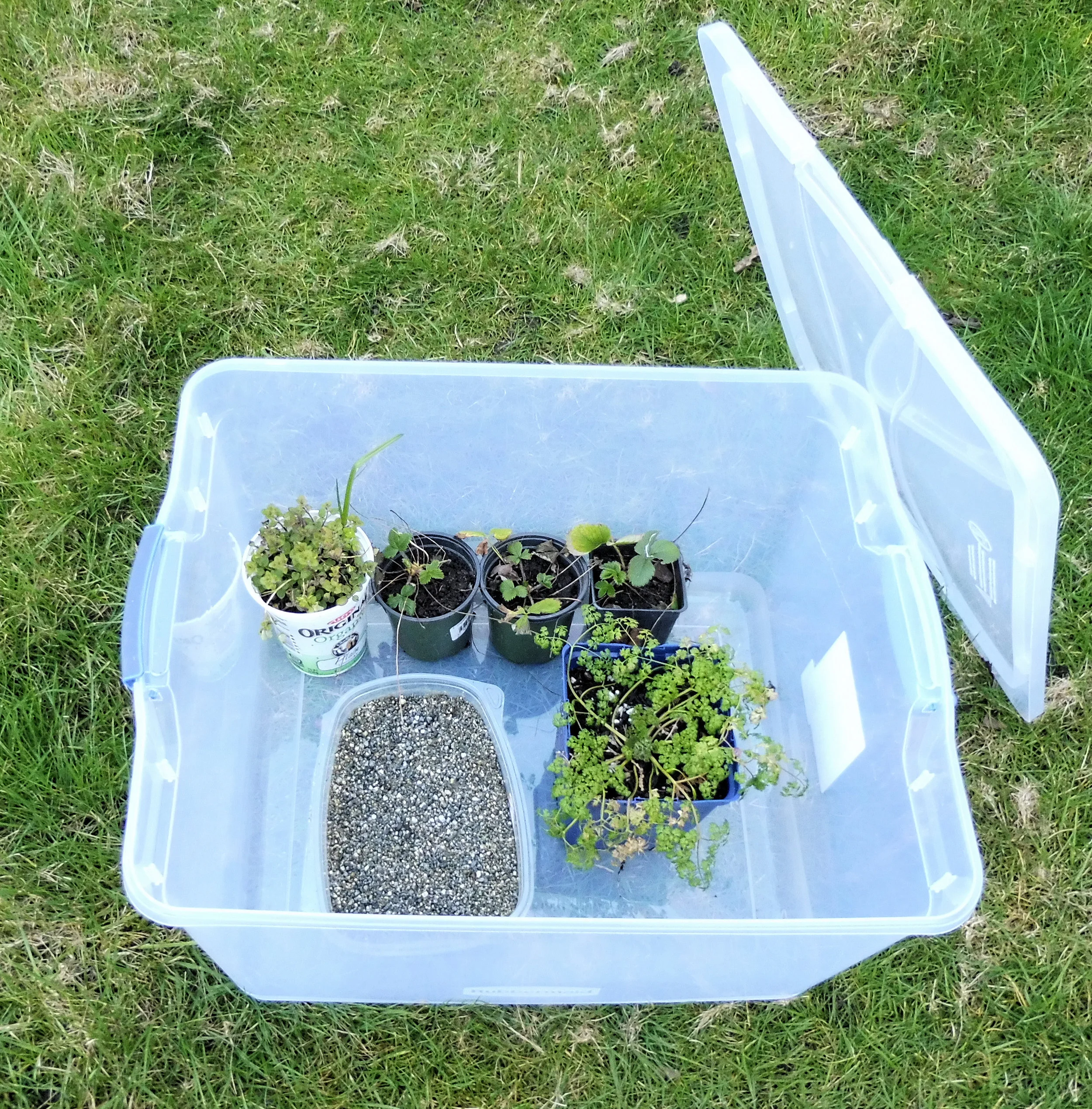 Cold Frame, Warm Plants — James Bay Beacon