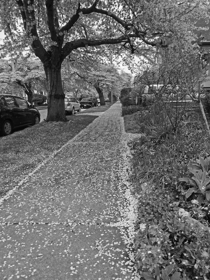 Photo by Paul JS Beaubien