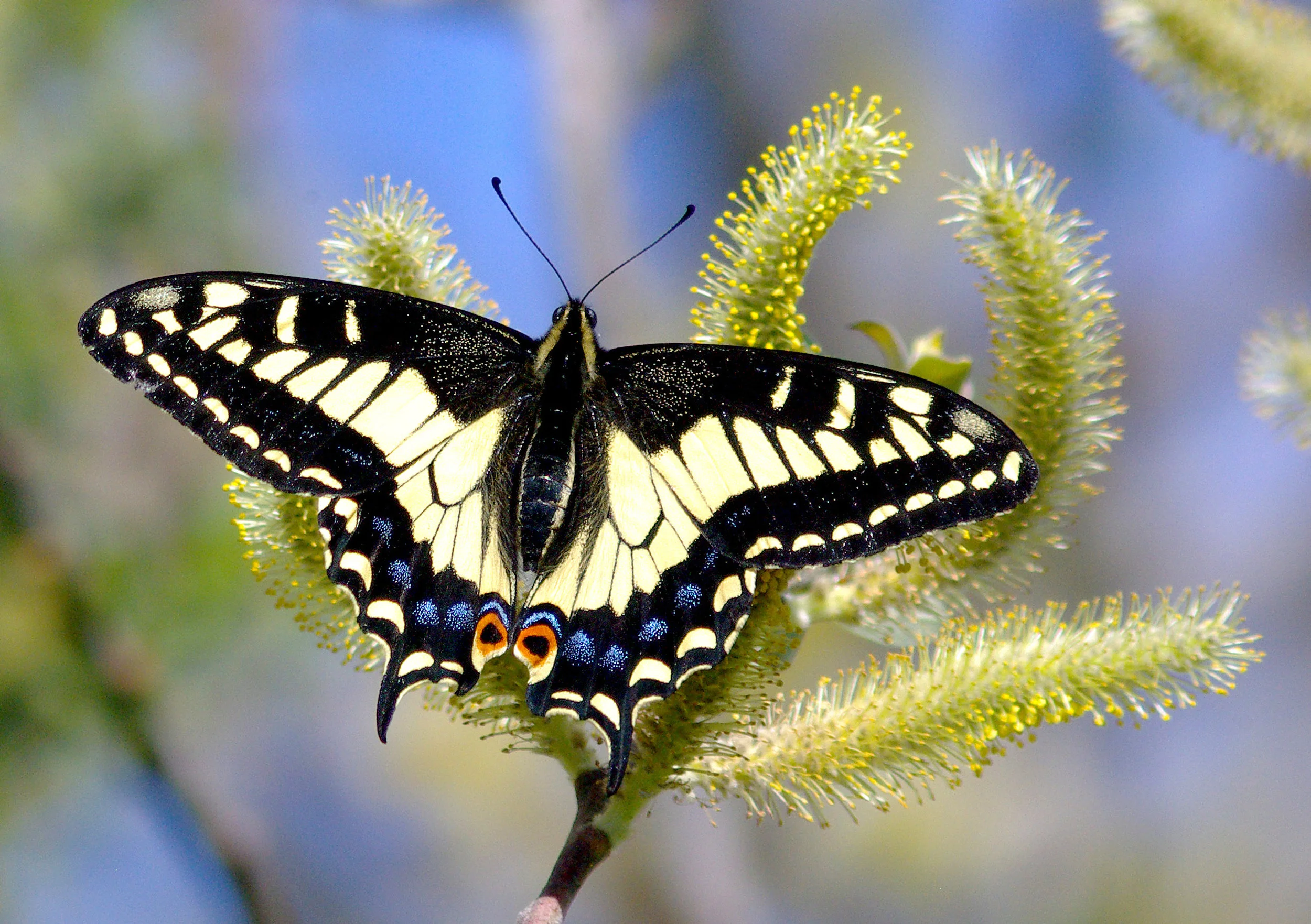 An Anise Swallowtail Butterfly. Photo courtesy of Alan Schmierer, via Wikimedia Creative Commons, CCO 1.1 Universal Public Domain Dedication.