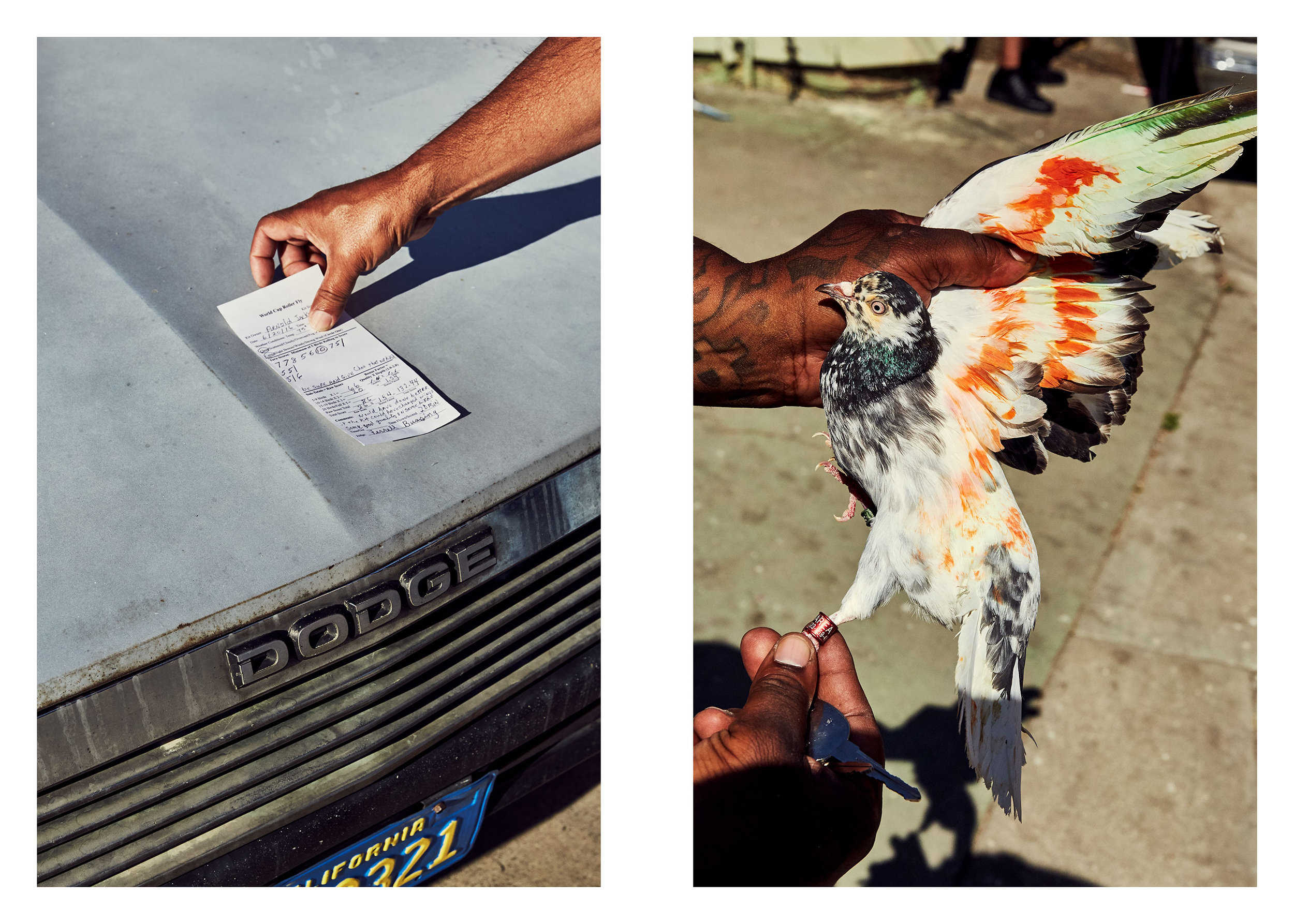 PIGEONKINGS_00640_web.jpg