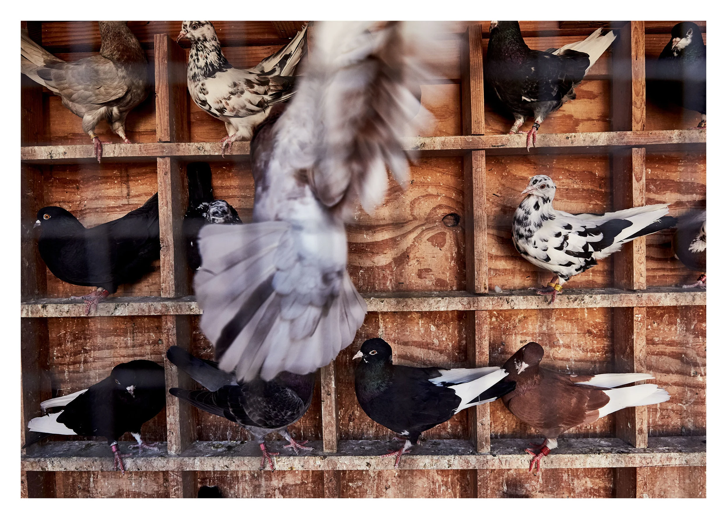 PIGEONKINGS_00718_web.jpg