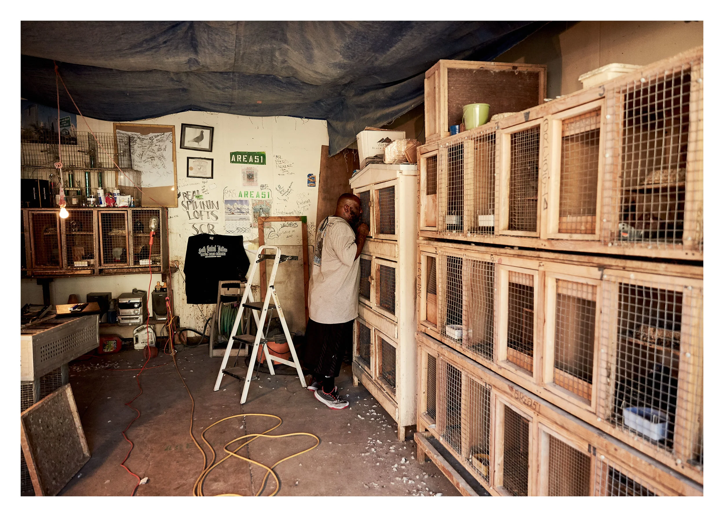 PIGEONKINGS_01732_webfnl.jpg