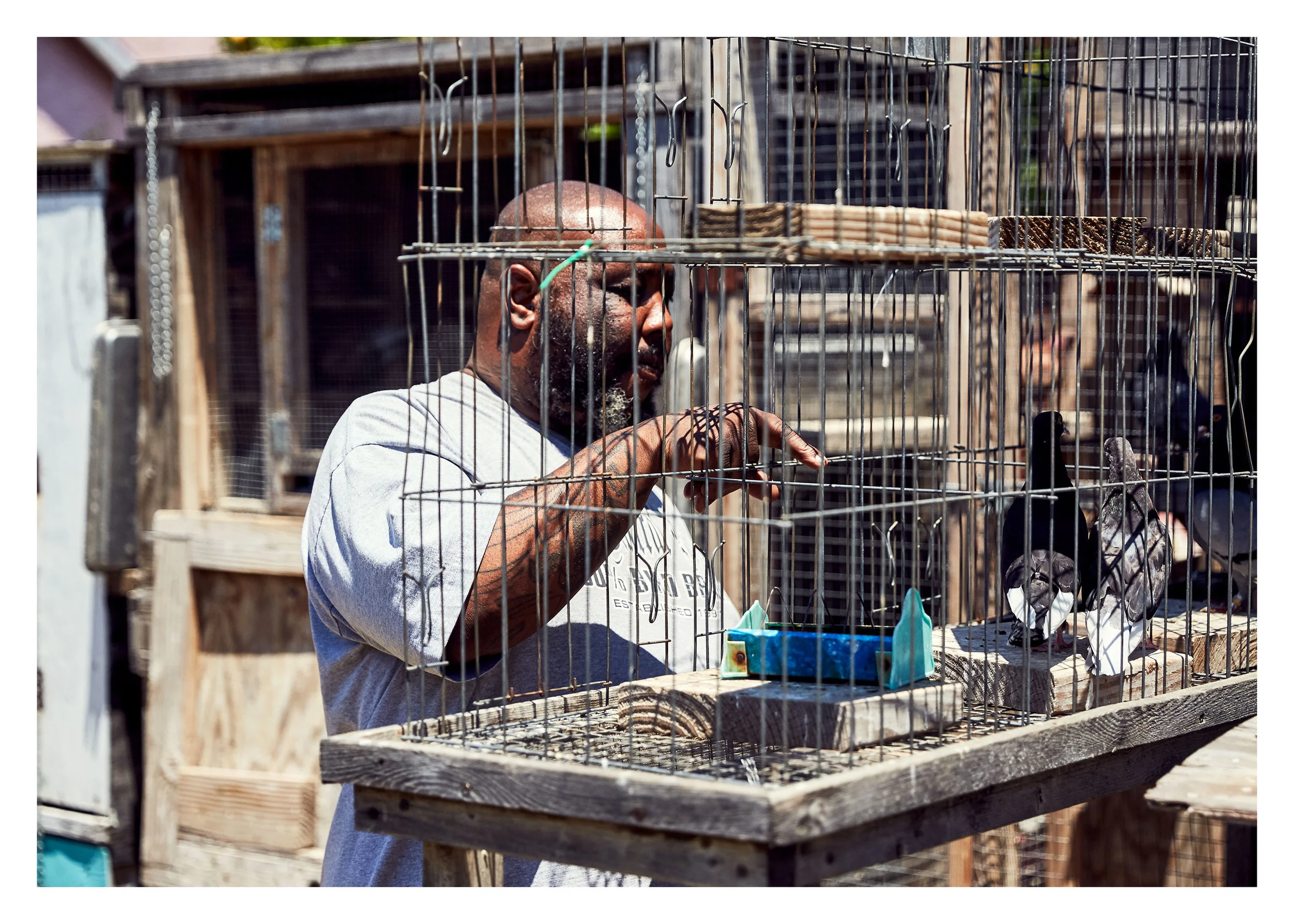 PIGEONKINGS_01950_web.jpg