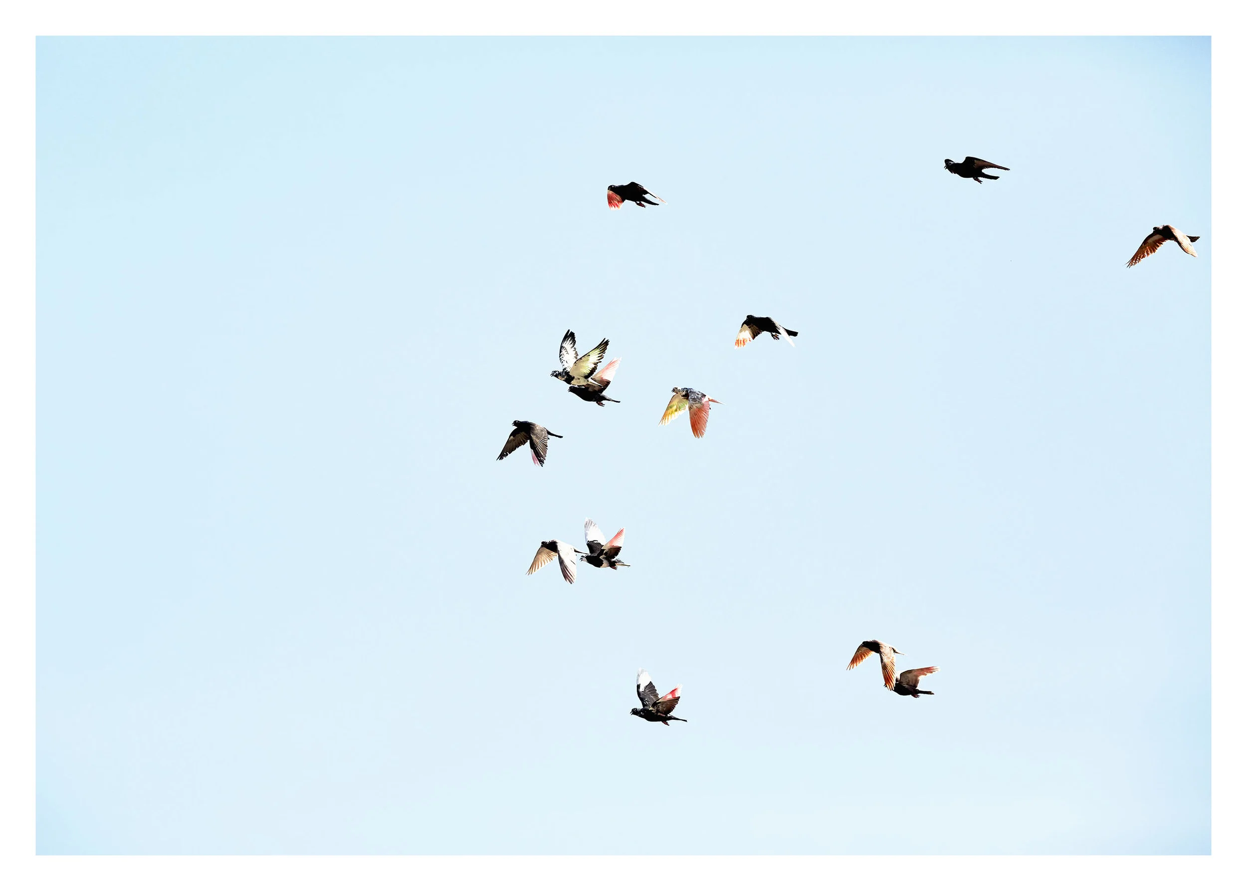 PIGEONKINGS_01439_web.jpg