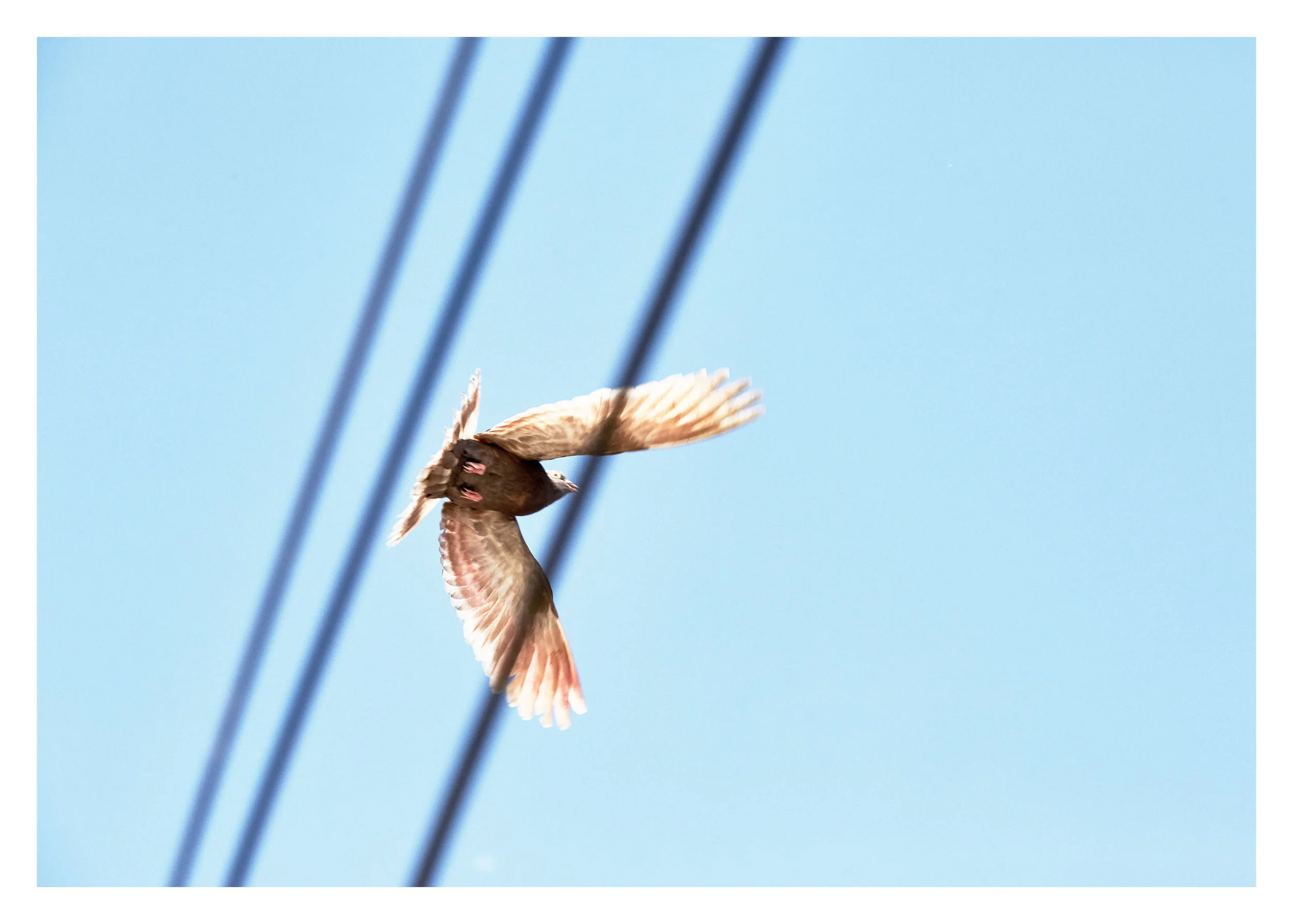 PIGEONKINGS_01537_web.jpg