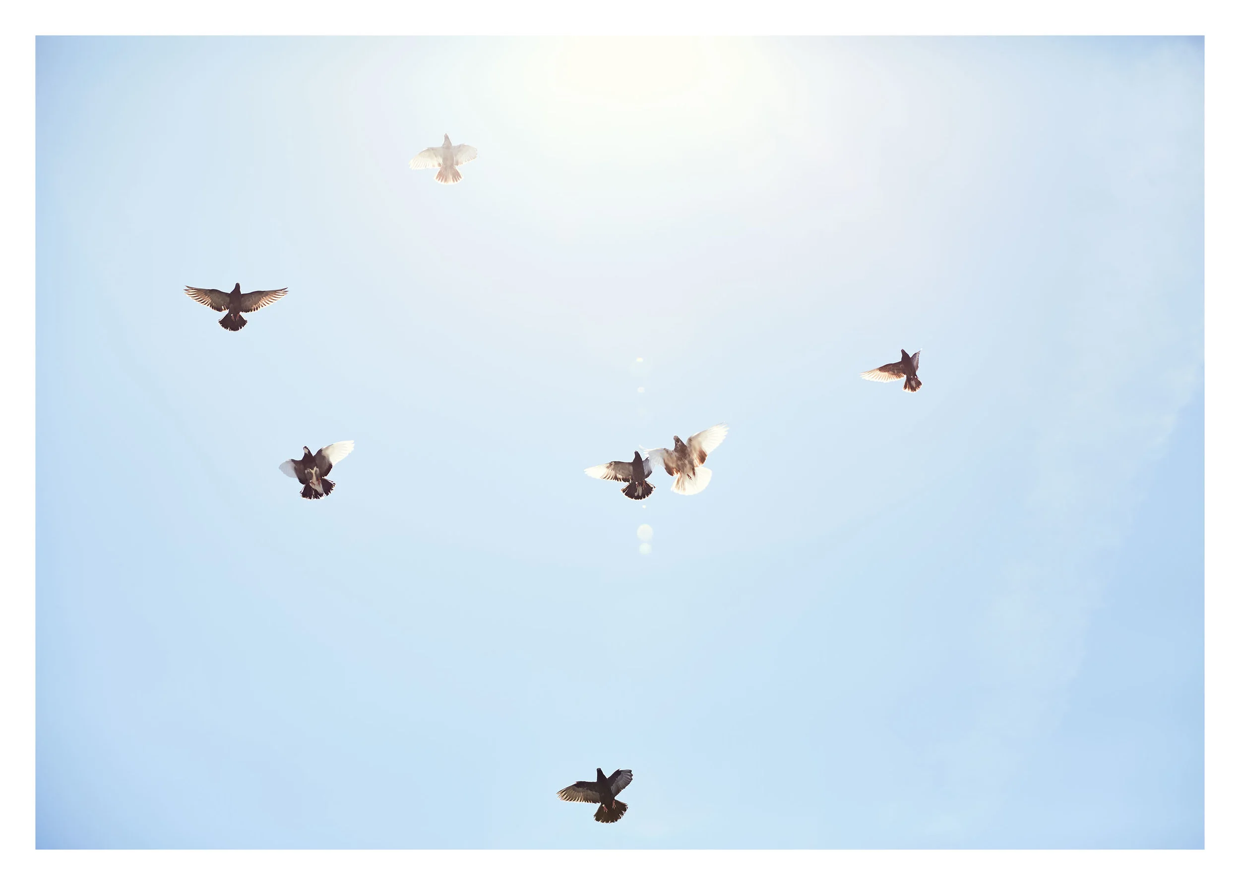 PIGEONKINGS_02212_webfnl.jpg