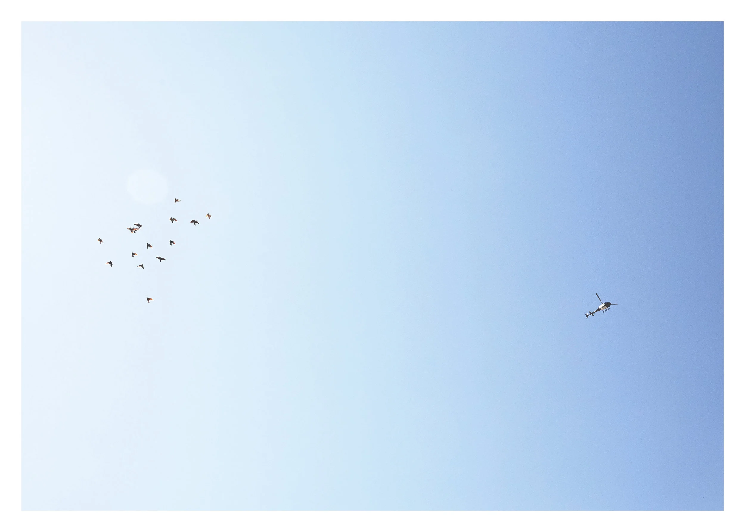 PIGEONKINGS_01114_webfnl.jpg