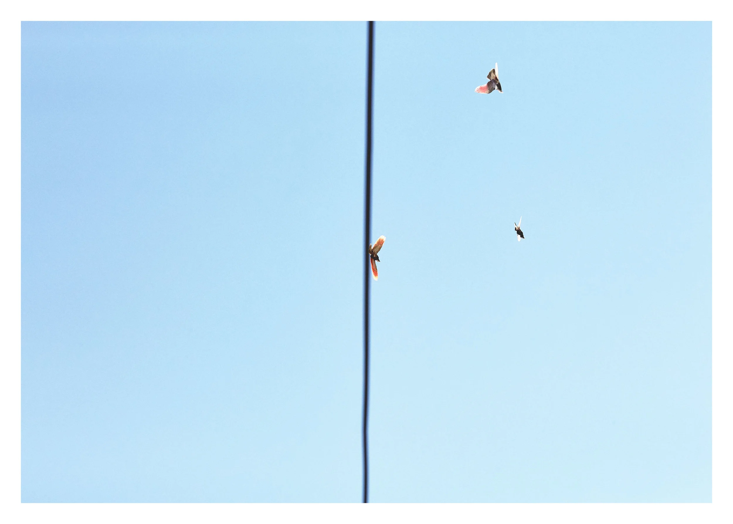 PIGEONKINGS_01551_web.jpg