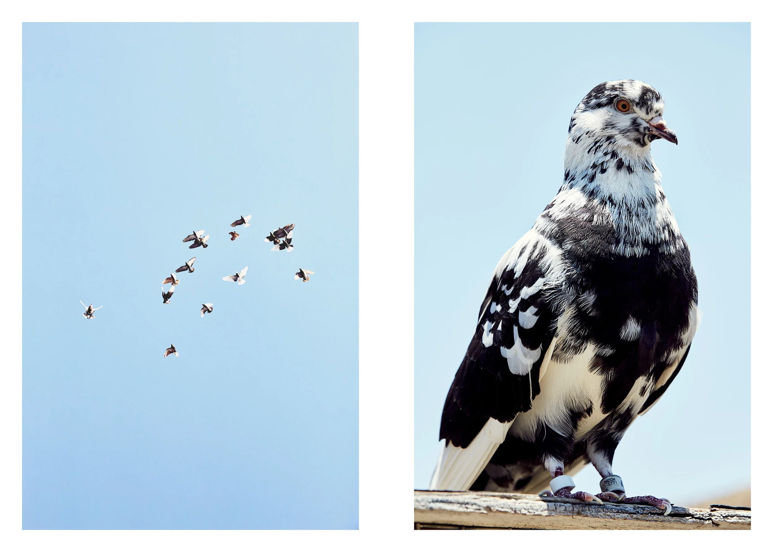 PIGEONKINGS_02459.jpg