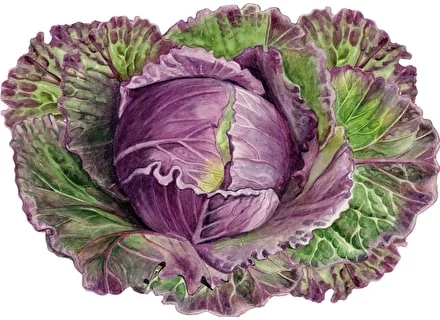 234. January King Cabbage (225 pieces - shaped puzzle)