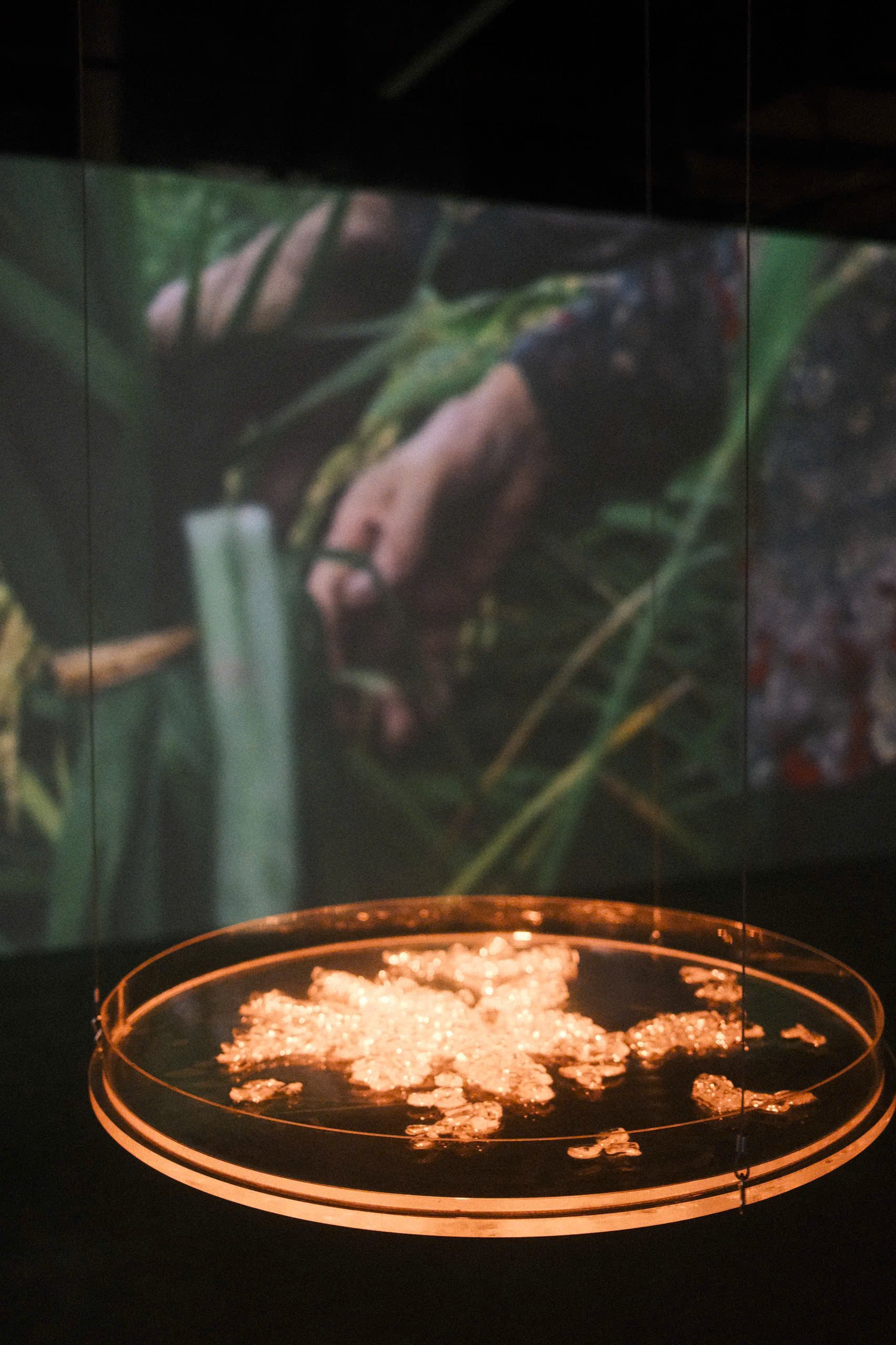 Le Giang azolla exhibition 6.jpg