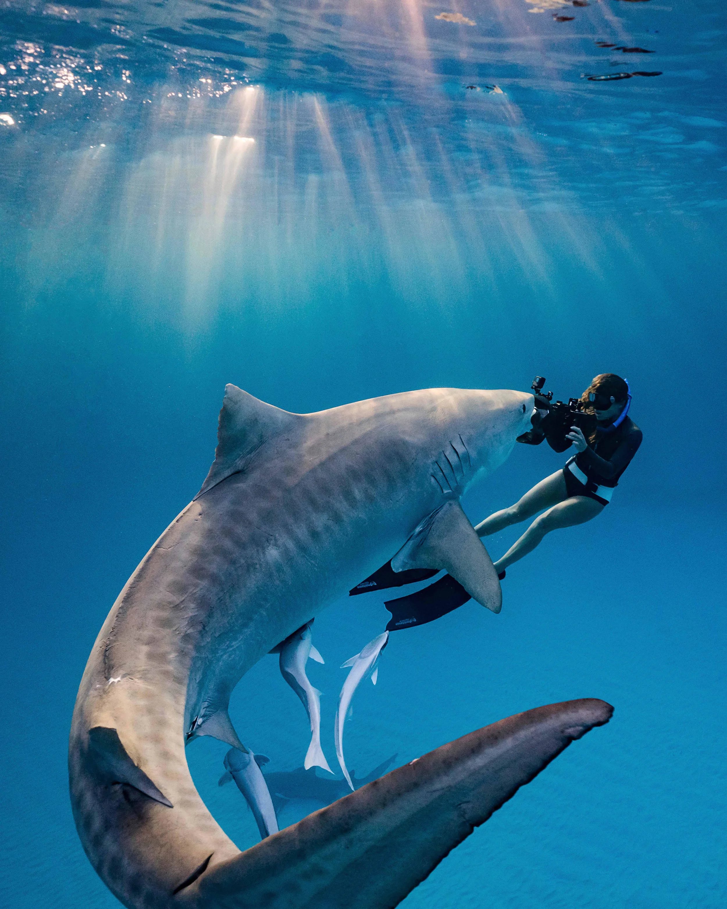 sharks_florida_underwater_photography.jpeg