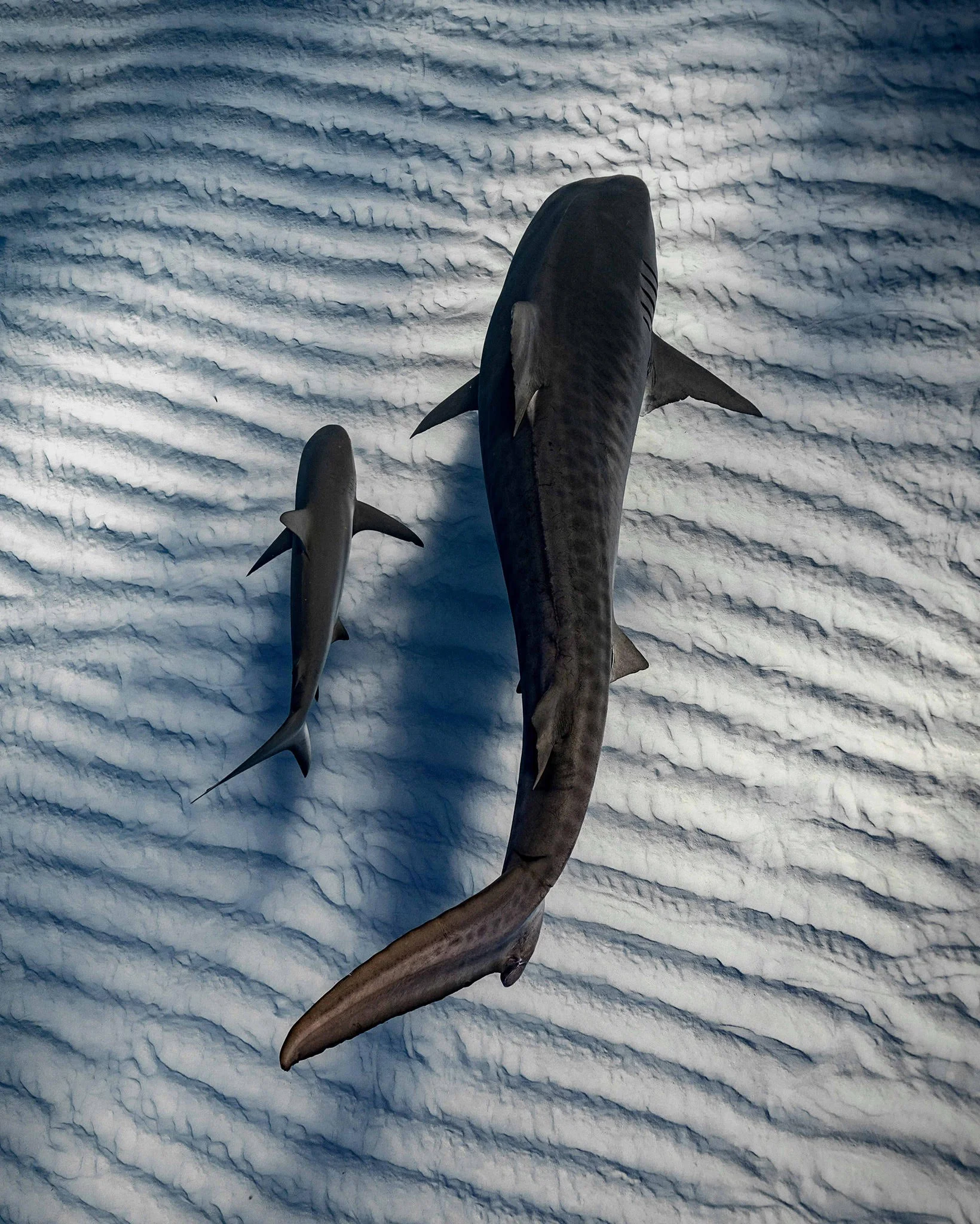 tigersharks_underwater_photos.jpeg