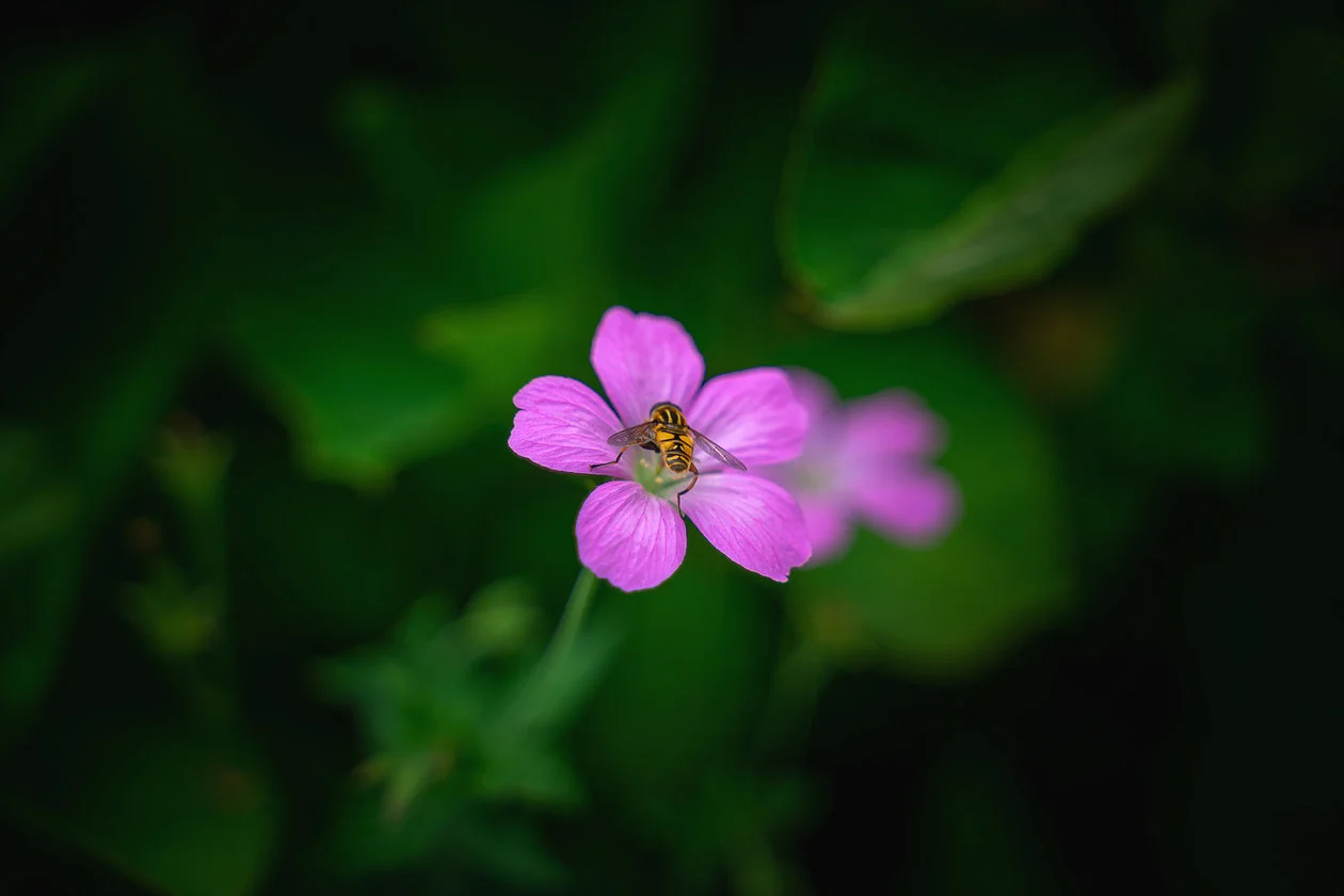 Sony A7RIII, Tamron 28-75 at 75mm , f / 2.8, 1 / 1000s, ISO 100
