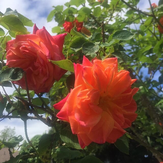 Uncertainty and the craziness of the world right now is a lot easier to handle when there&rsquo;s beautiful roses, warm sunshine and a comfortable chair on the patio where I can enjoy the view and forget about all the stresses of the everything that&