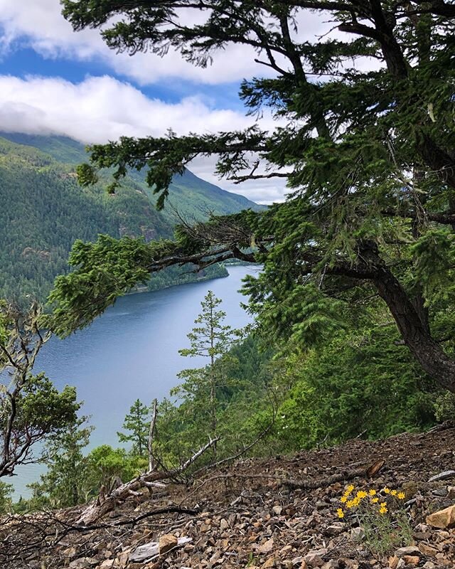 Sunday hikes up Wesley Ridge. 👣🐾 #vancouverisland #westcoastbestcoast #vanisle #pnw #wesleyridge #cameronlake