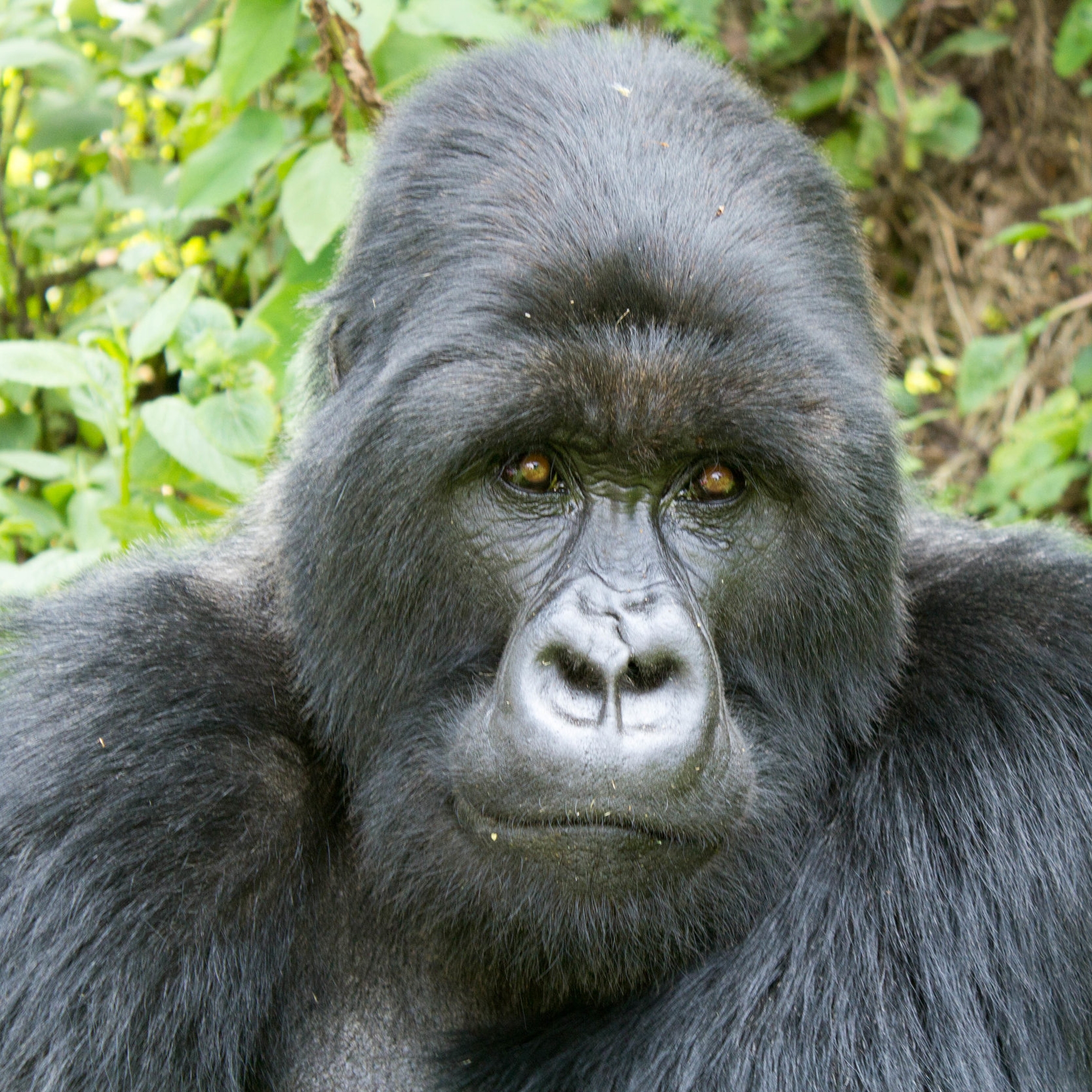 Gorilla Trek, Virunga Mountains, Democratic Republic of Congo