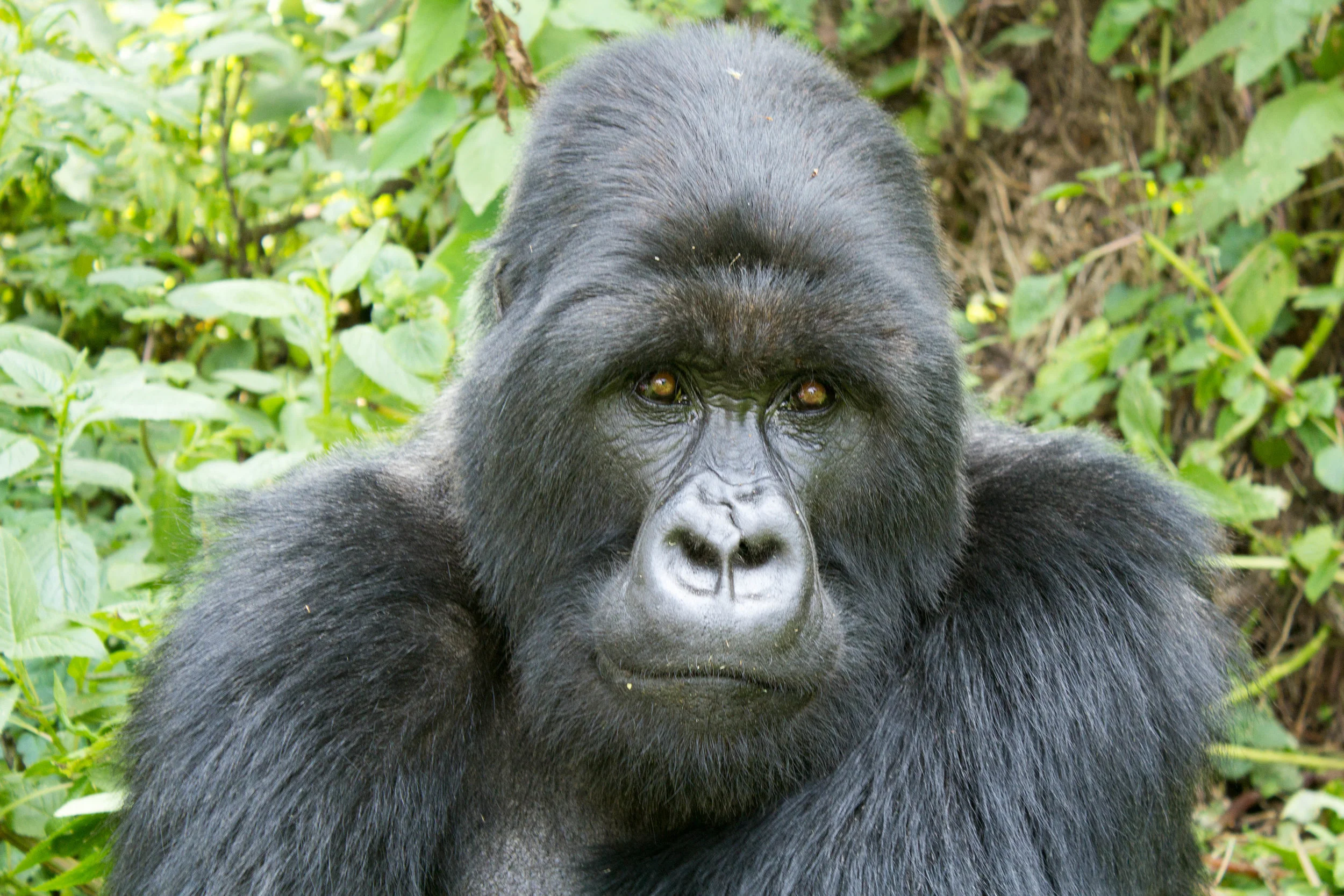 I did make eye contact with this one...just from behind my camera lens. 