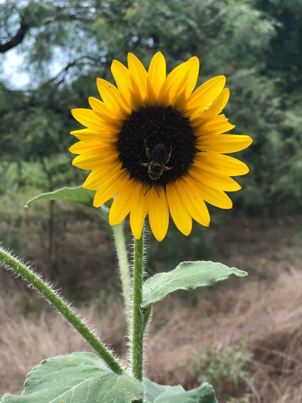 Signs, Sunflowers, & Synchronicity