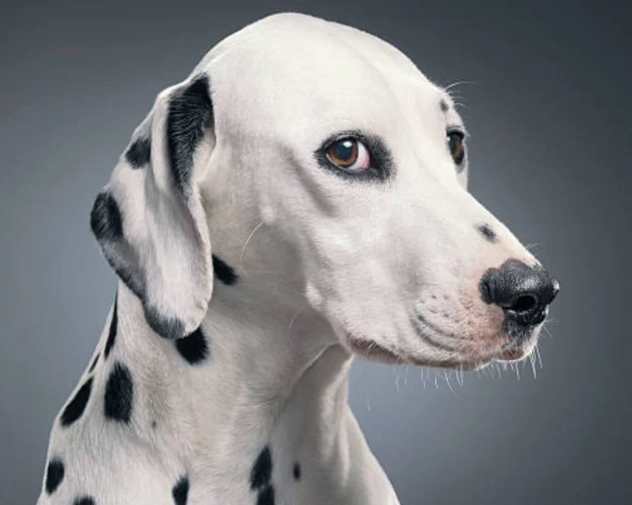 Clarity empowers (AKA bring me a dog)