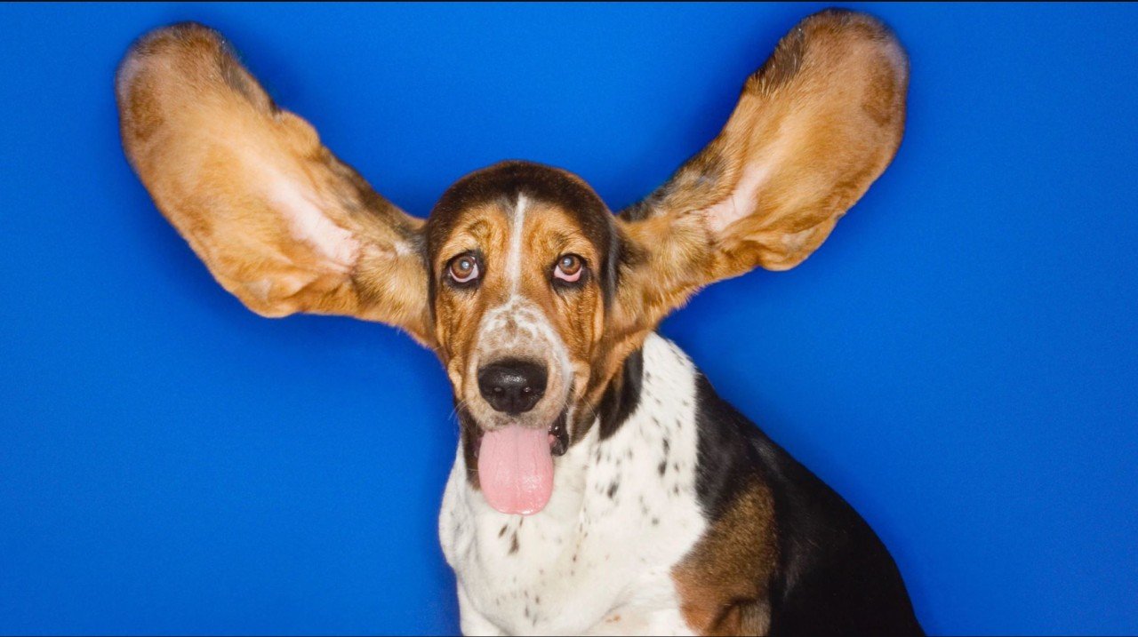 How to listen to your team