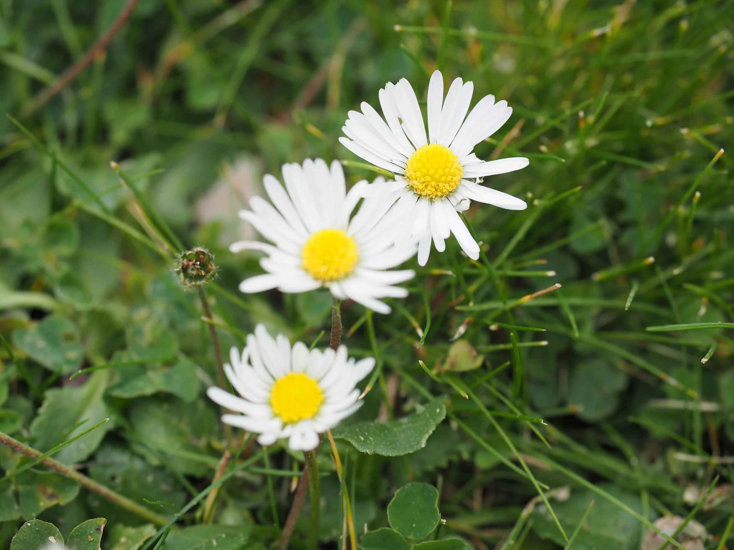 Palace of Versailles, 2016