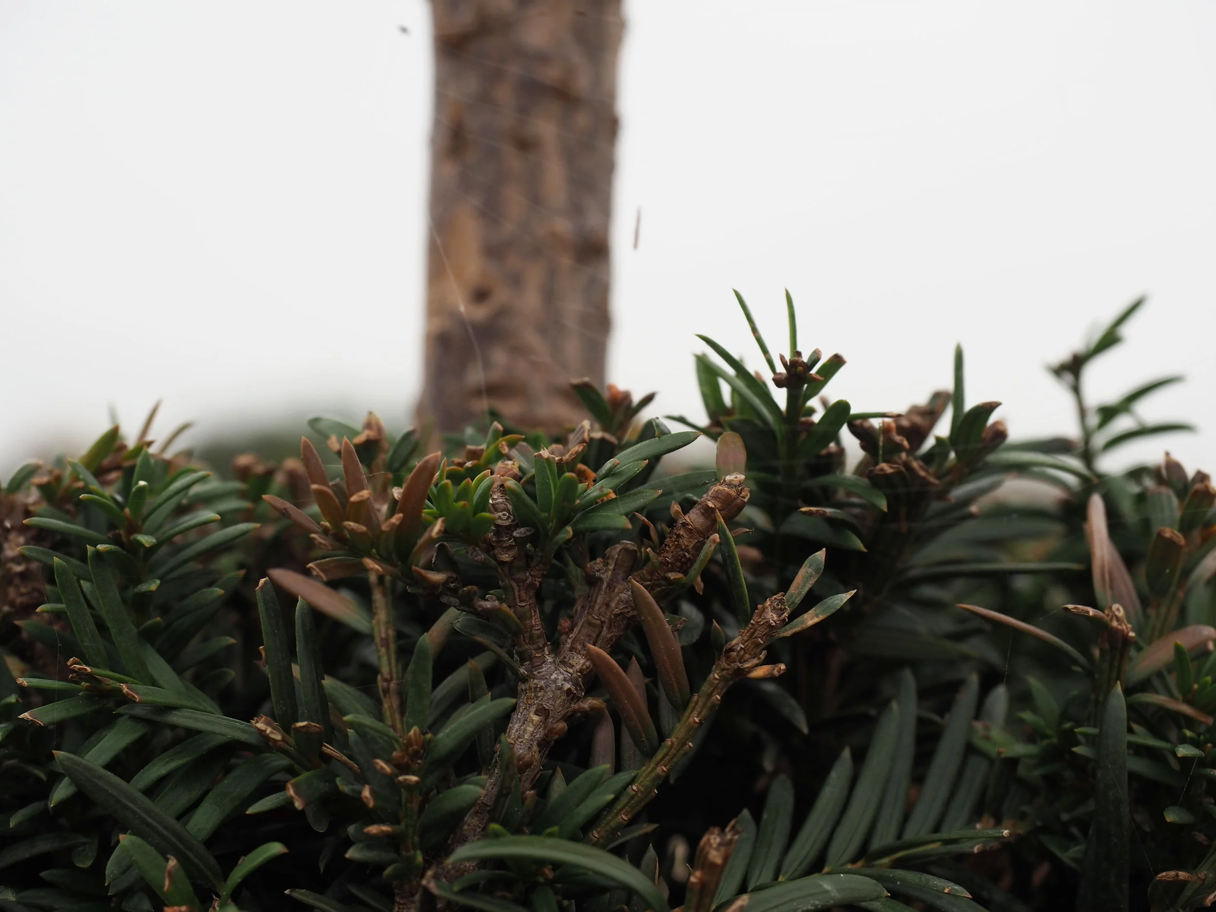 Palace of Versailles, 2016