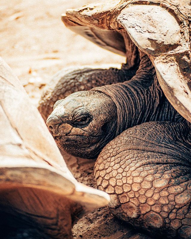 Best caption wins- ready, set, go!
.
.
.
.
.
#🐢 #tortoise #turtle #wildlife #zoo #philadelphia #discoverphl #visitphilly #artofvisiuals #natural #animal #closeup #heatercentral #nature #moody #galapagosislands #philadelphiazoo #phillyzoo #oldtortois