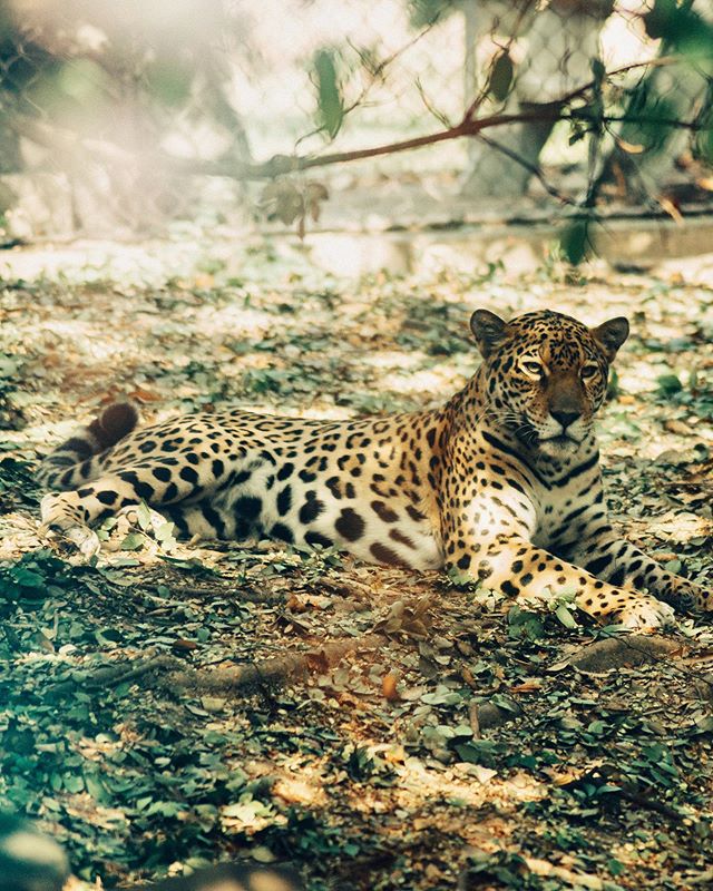 Majestic creature .
.
.
.
.
#leopard #epic #cat #wildlife #zoo #philadelphia #discoverphl #visitphilly #artofvisiuals #natural #animal #closeup #heatercentral #nature #moody #galapagosislands #philadelphiazoo #phillyzoo #fierce #lr #artofvisuals