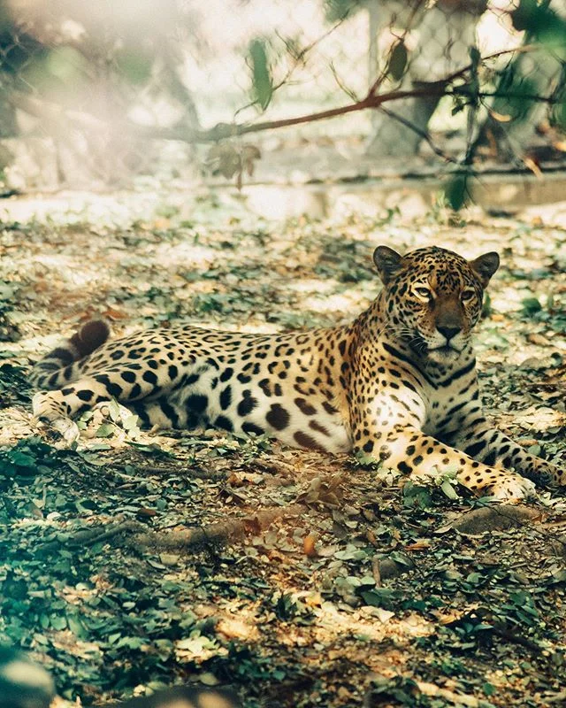 Majestic creature .
.
.
.
.
#leopard #epic #cat #wildlife #zoo #philadelphia #discoverphl #visitphilly #artofvisiuals #natural #animal #closeup #heatercentral #nature #moody #galapagosislands #philadelphiazoo #phillyzoo #fierce #lr #artofvisuals