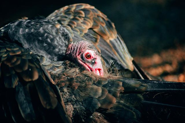 Spooky Szn .
.
.
.
.
.
#halloween #spookyszn #vulture #scary #philadelphiazoo #phillyzoo #animals #scaryvibes #moody #artofvisuals @artofvisuals @heatercentral #heatercentral #zoo #birdsofprey #vultures