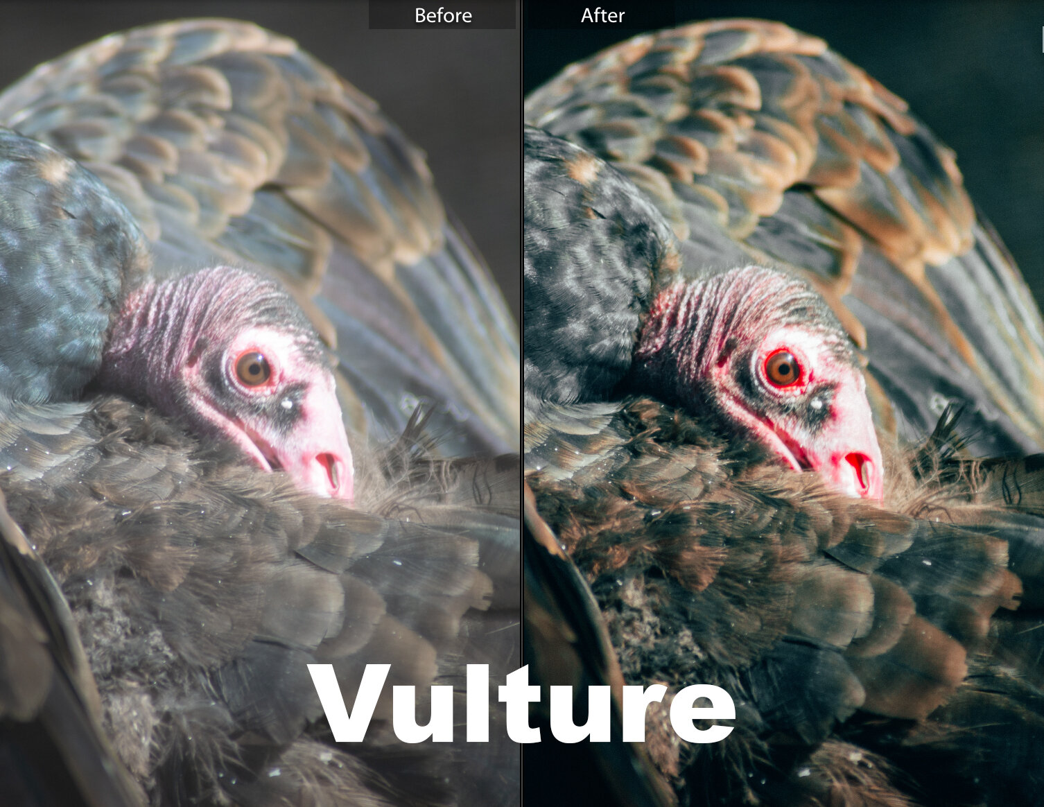 Vulture - before_after.jpg