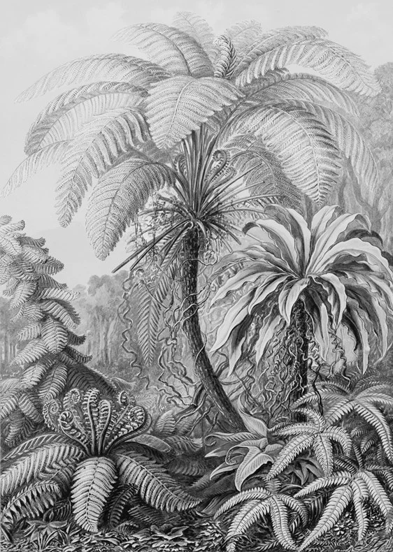 ixxi-victoria-albert-museum-ernst-haeckel-ferns.jpg