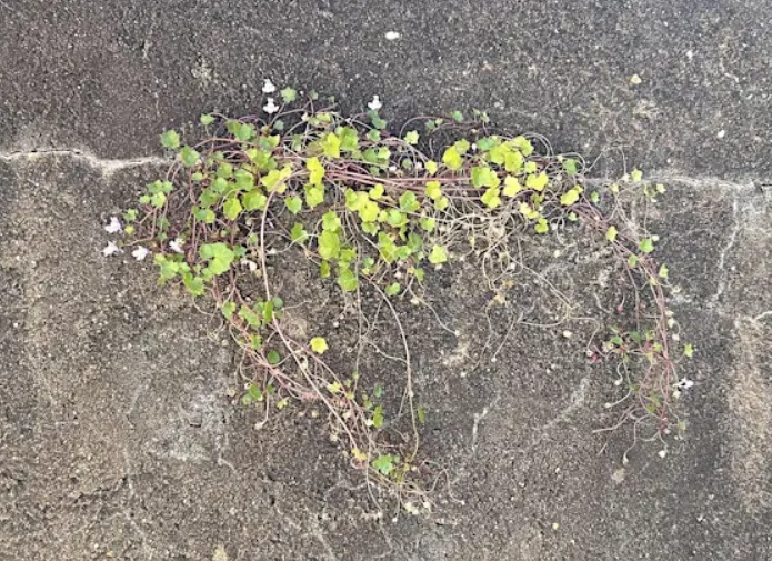 Warm Currency, Jordan Ireland, Jon Flood