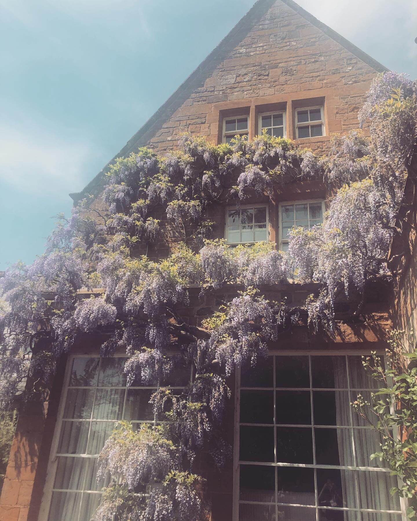 The #wisteria at @cotonmanorgarden will pretty much live in my mind forever 💜.
.
 #northamptonshire #cotonmanorgardens