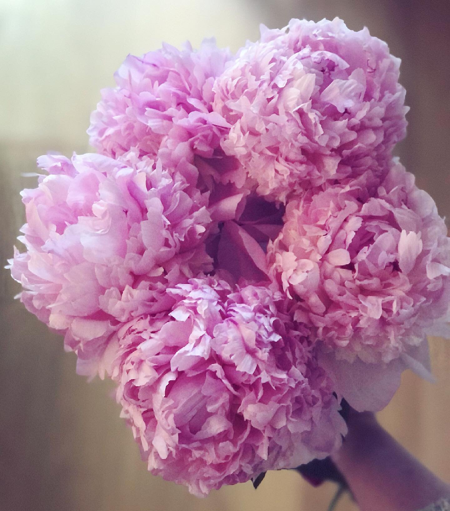 birthday peonies absolutely loving life today. thank you everyone for the lovely messages you bunch of legends! 💗
champagne, steak tartare, ice cream, #SixTheMusical, inconsolably joy-weeping at hearing a west end audience clapping in time again (!!