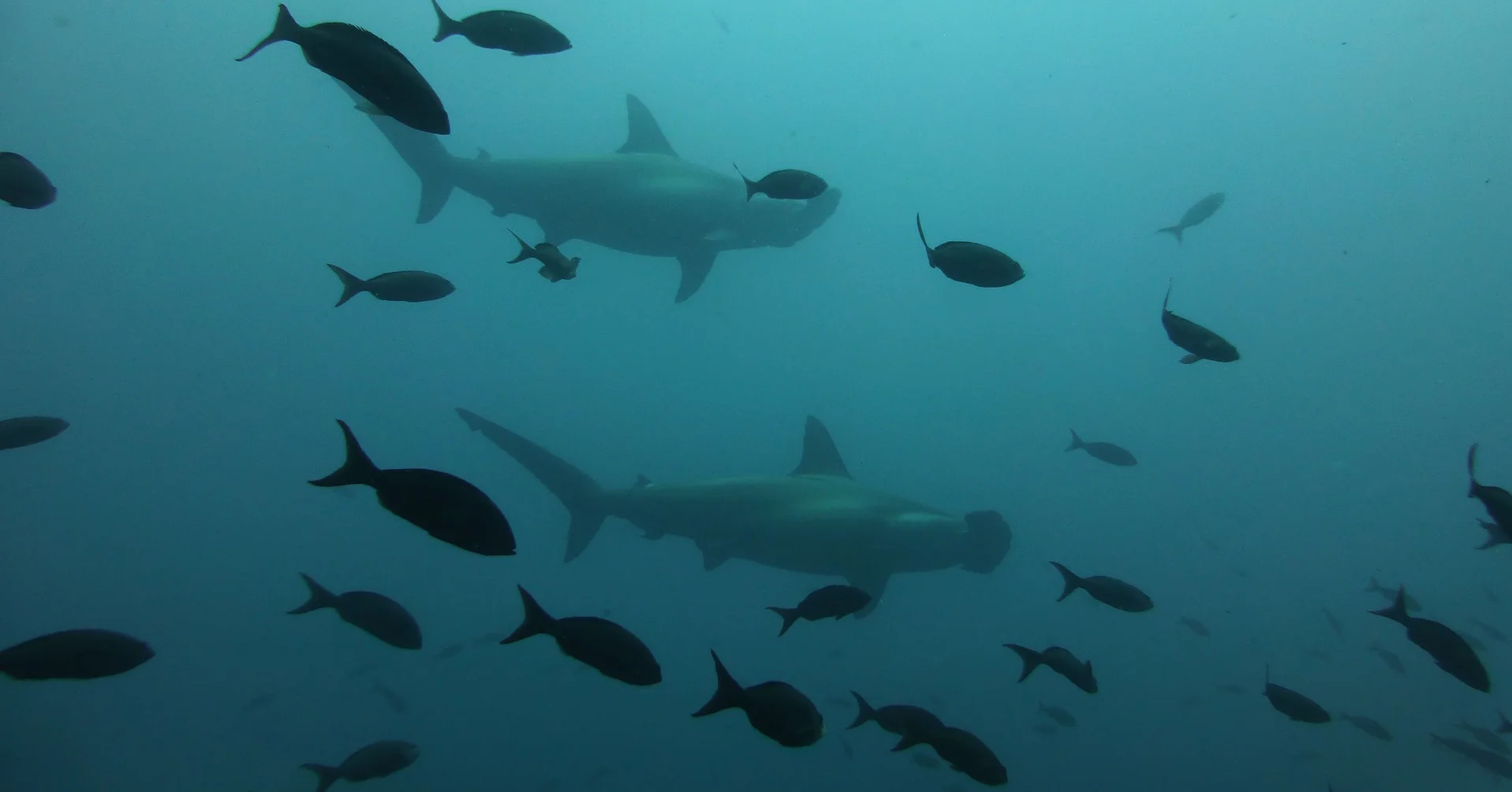 hammerhead-shark-891290_1920.jpg