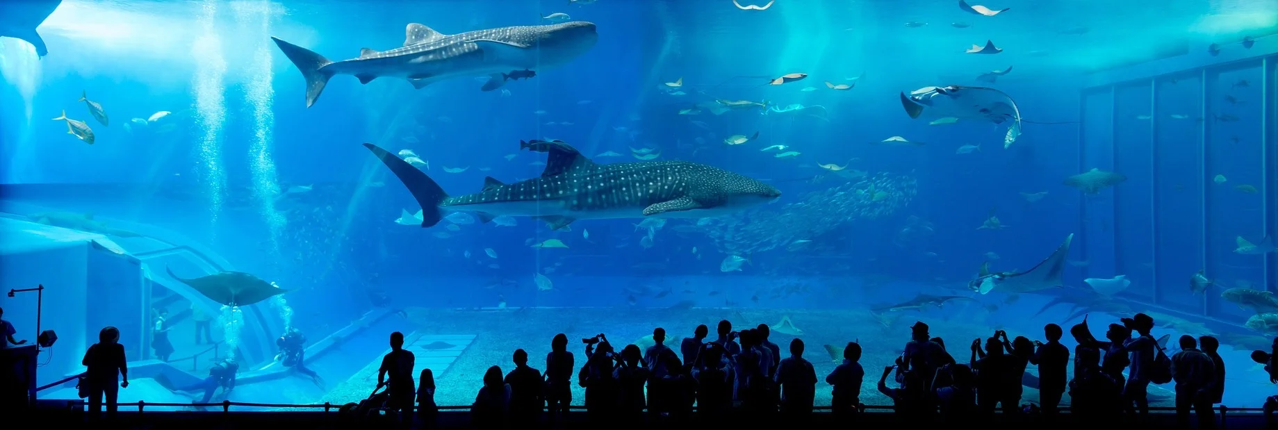 aquarium-725798_1920.jpg