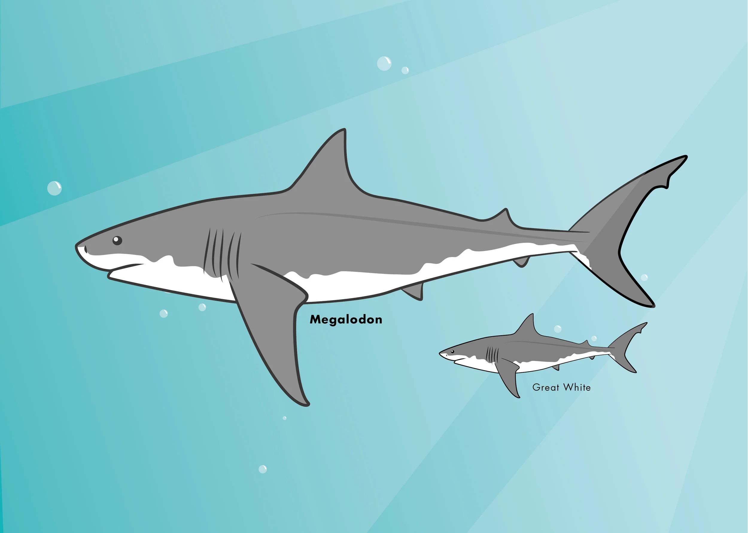 megalodon-01.jpg