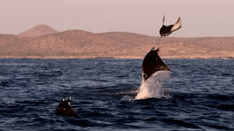 tumblr_o932pn1VU21sq04bjo1_500.gif