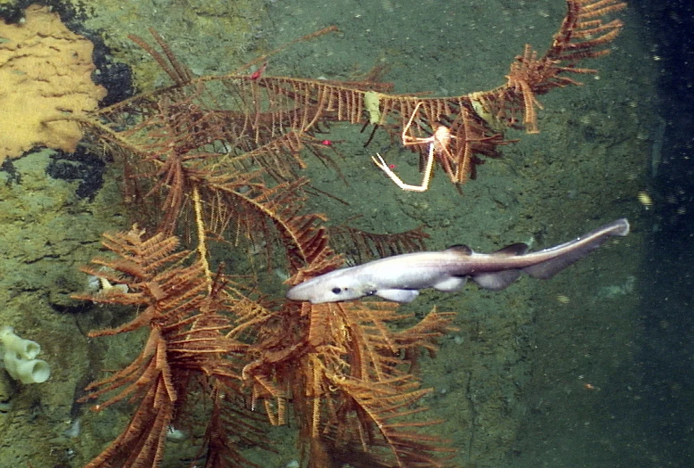 Apristurus manis & black coral edited J2-685 RGB.20130512_132004_535.jpg
