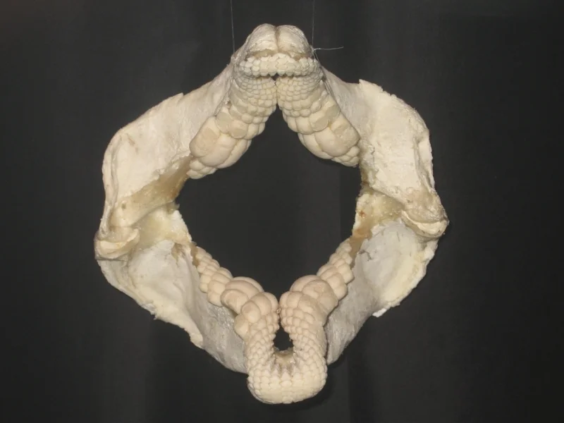 Port_Jackson_Shark_Jaw_1.jpg