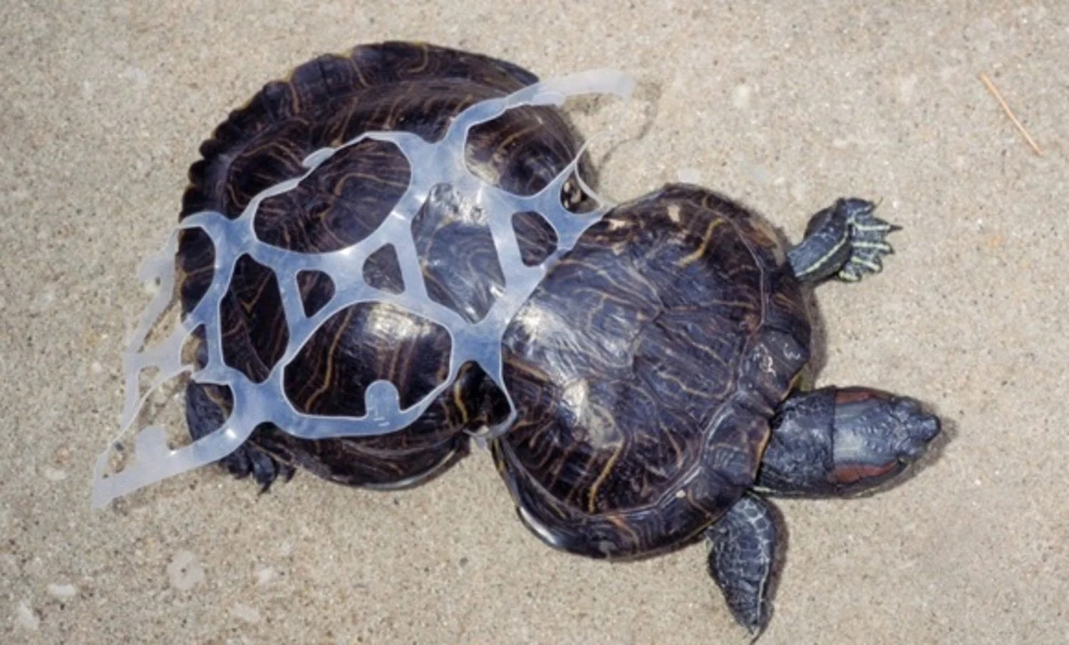 turtle-six-pack-rings-plastic-pollution.jpg