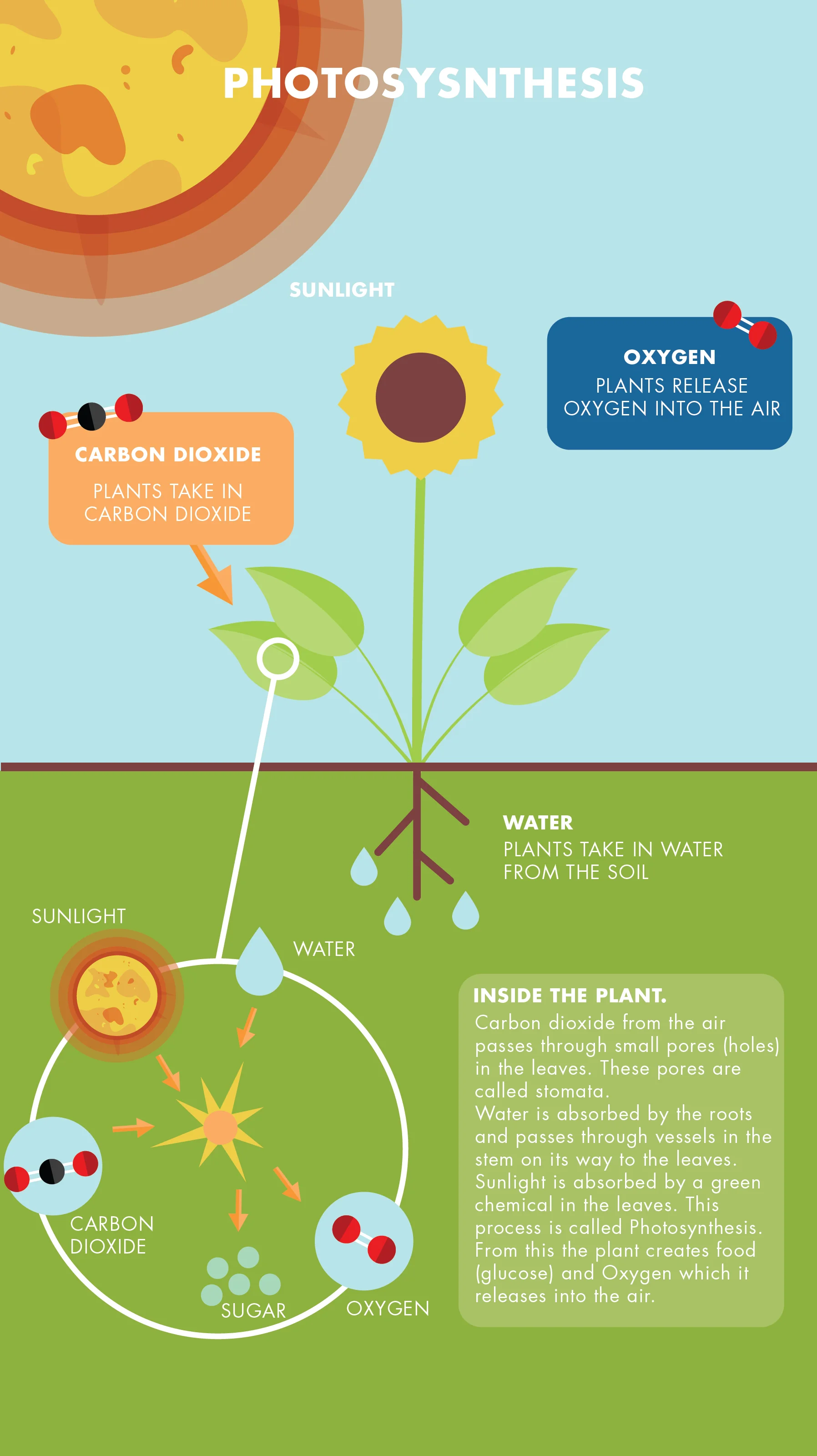 Photosynthesis-03-03.jpg