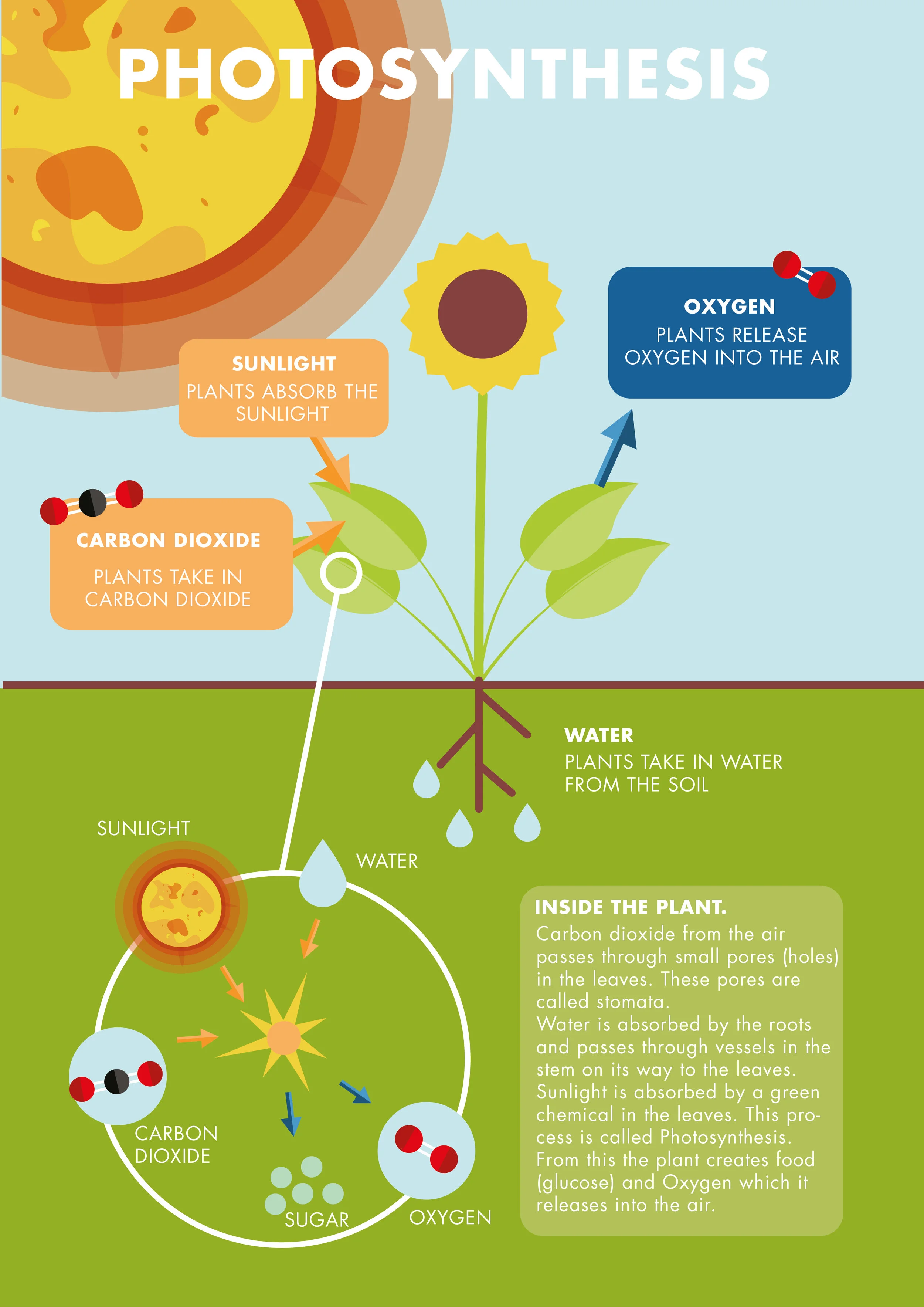 Photosynthesisposter-01.jpg